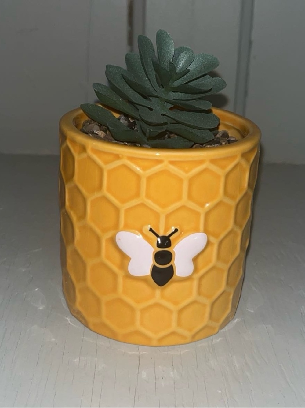 Succulent Plant